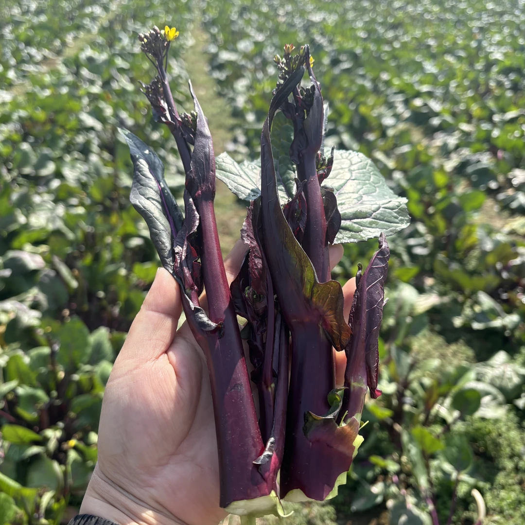 湖北农家自种露天打霜新鲜红菜苔紫菜苔时令蔬菜现摘菜薹
