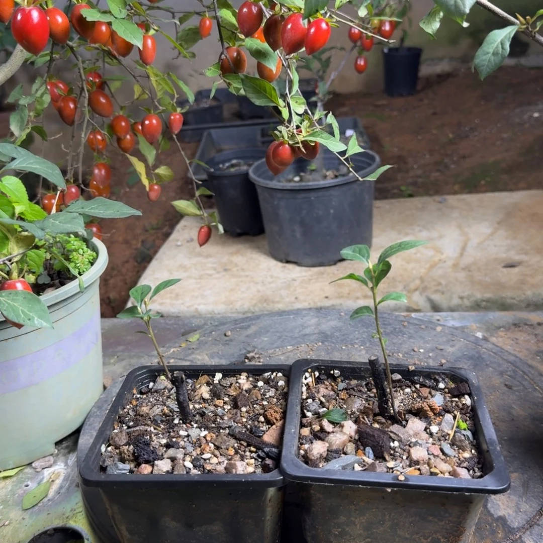 完全开放小山鸡血红原生根培