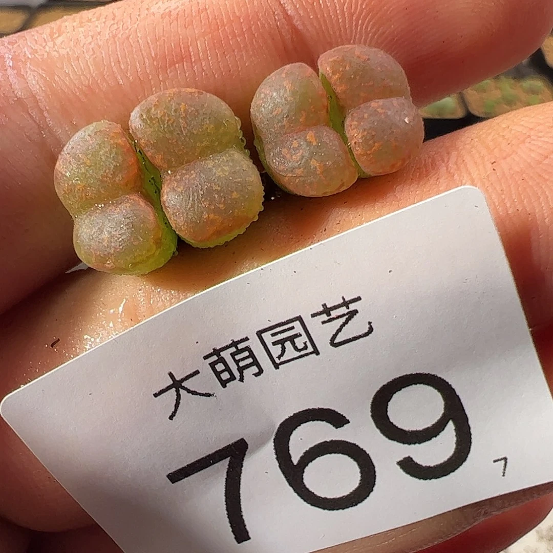 0000769 一物一拍脱土发