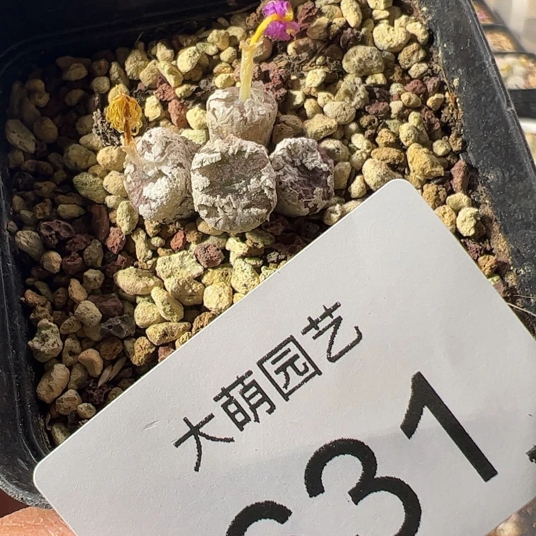 一物一拍脱土发。     631