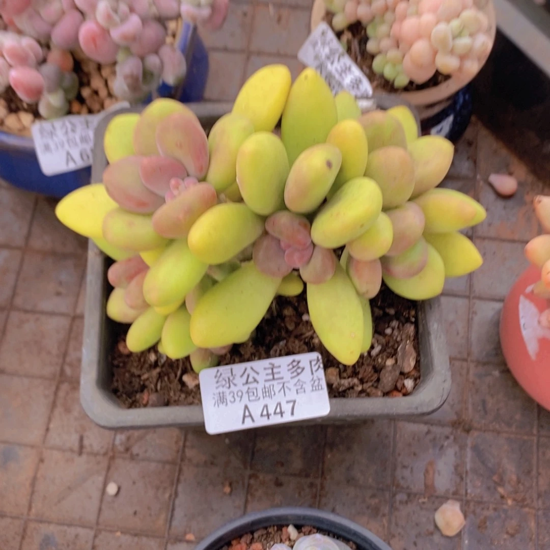 芒果奶12cm447多肉植物