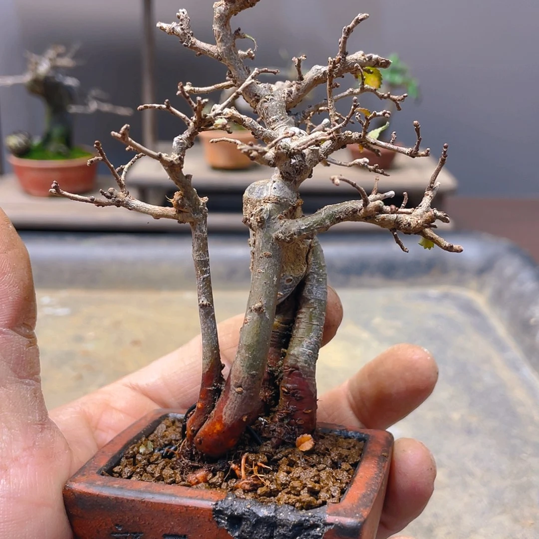 用***7无花朵榆树花开富贵吉祥