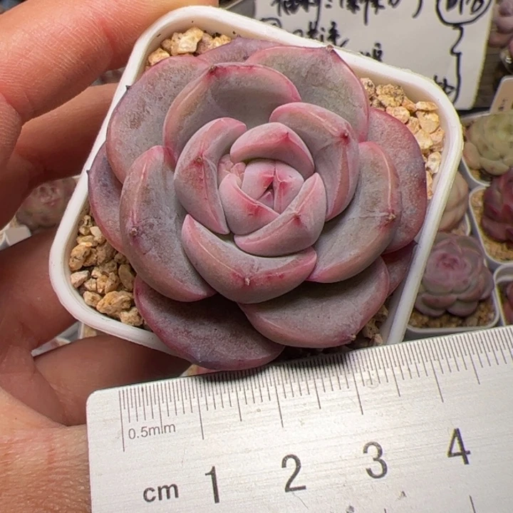 175 多肉植物组合盆栽