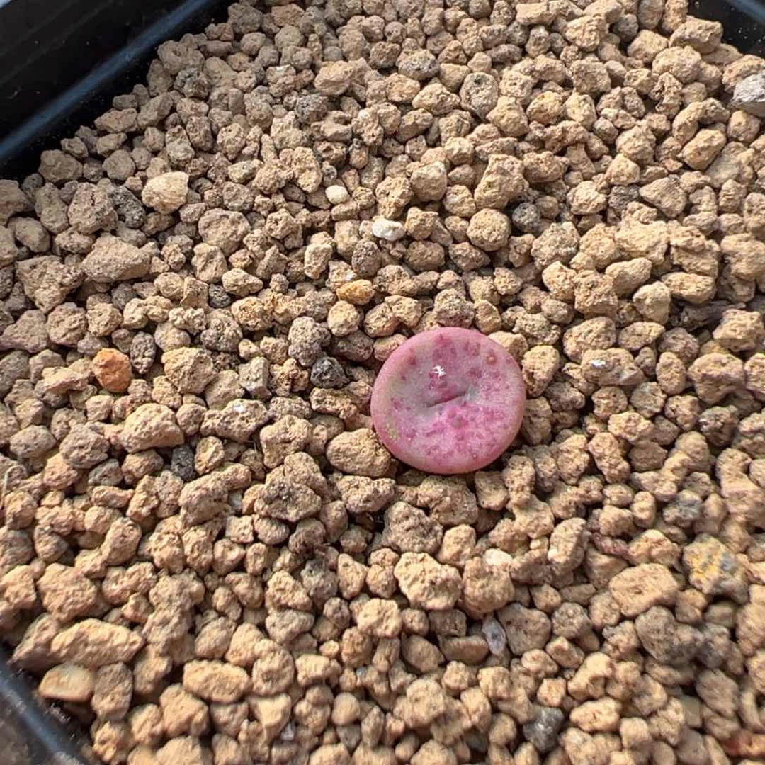 18-67十字纽扣多肉植物