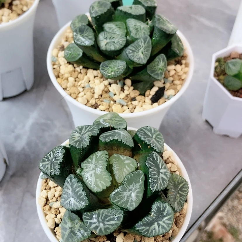 【闪购商品】彩虹珊瑚万象123