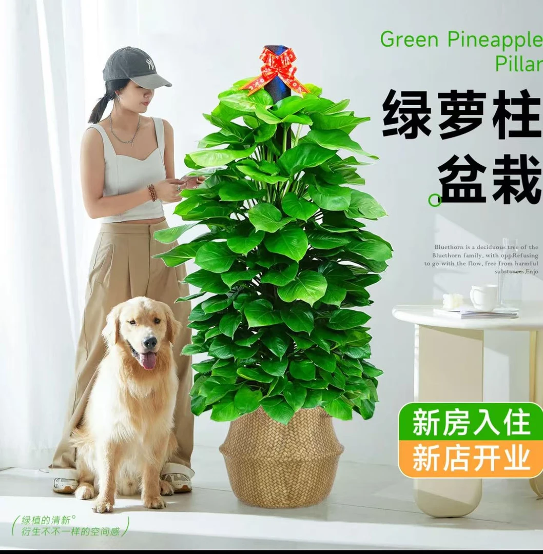 【送货上门】1.4-1.5米大叶绿萝柱盆栽绿植净化空气花卉室内除甲醛