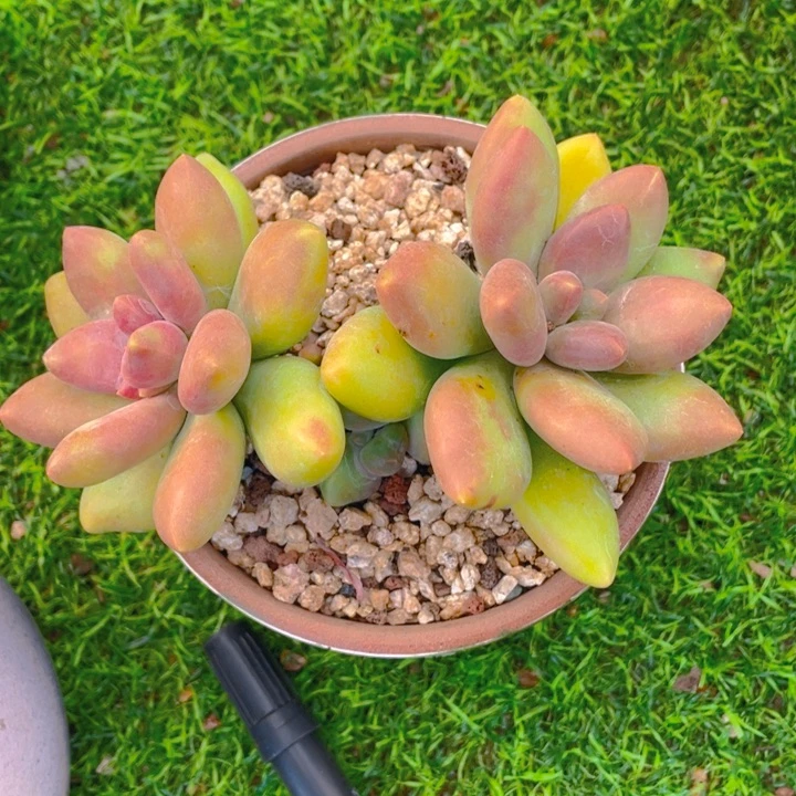 谢谢你的支持0000038