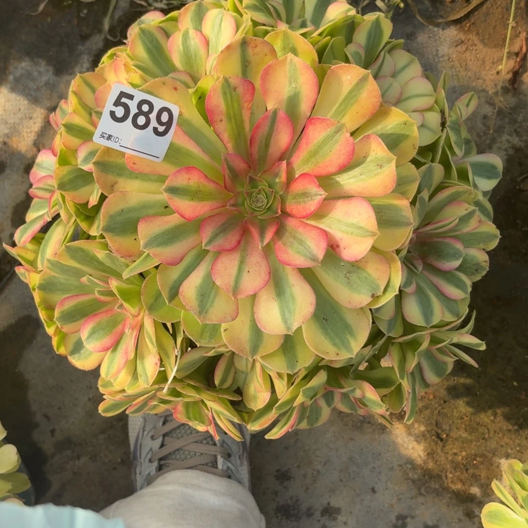 589雨河多肉植物发货