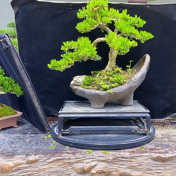 无花朵M黄杨盆景四季常青