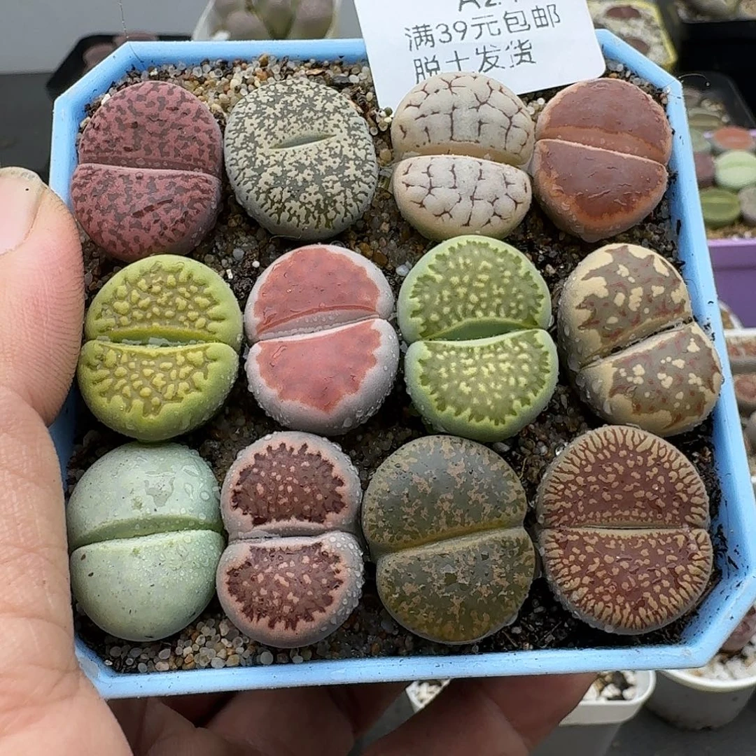 21多肉哈哈哈哈哈哈
