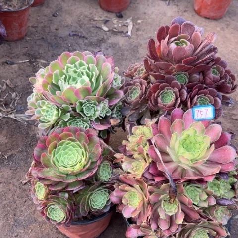 757多肉植物组合