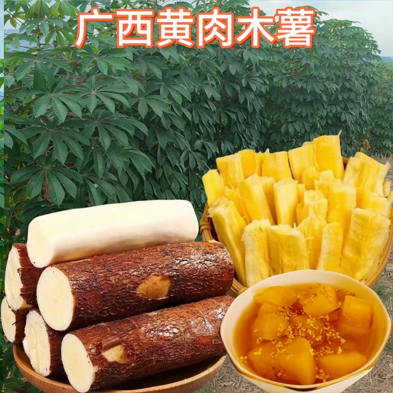 广西黄肉黄心木薯面包板栗薯蛋黄木薯糖水粉糯软新鲜现挖木薯新鲜