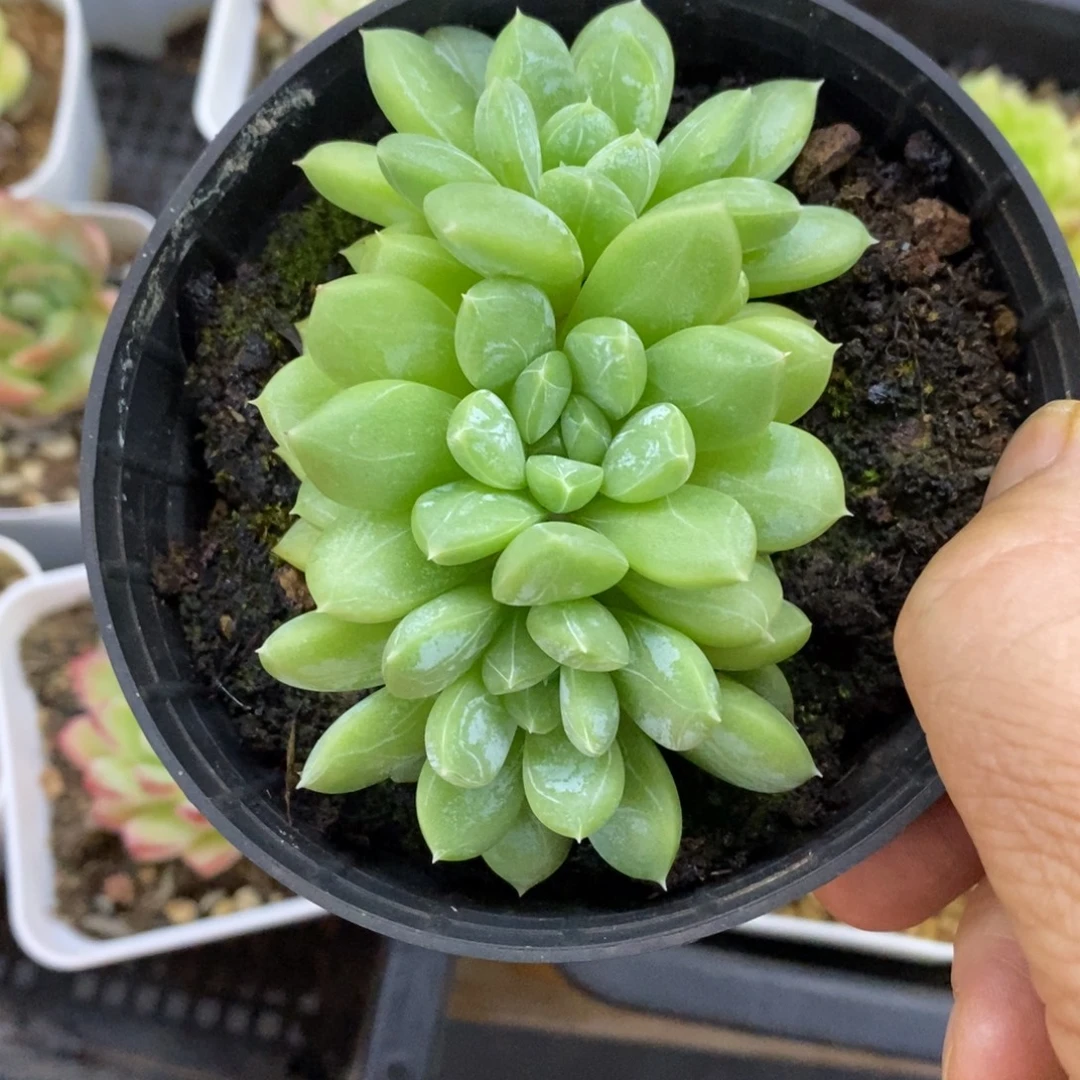精品多肉一物一拍不包整43