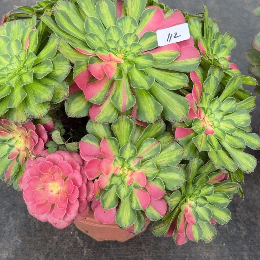 用****8112知否多肉多肉duorou