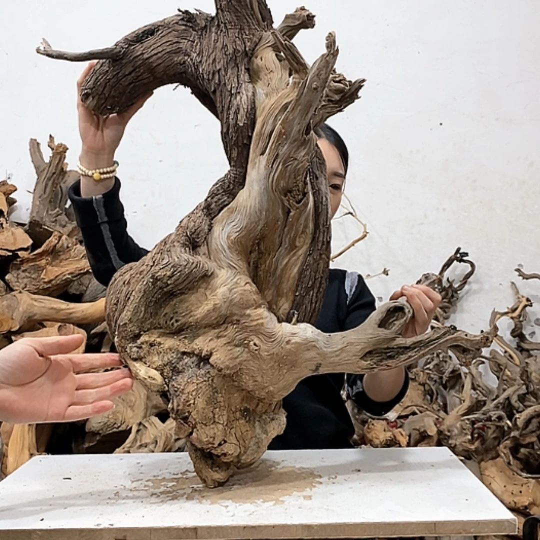 【闪购商品】柏木轩**龙我们都是好孩子