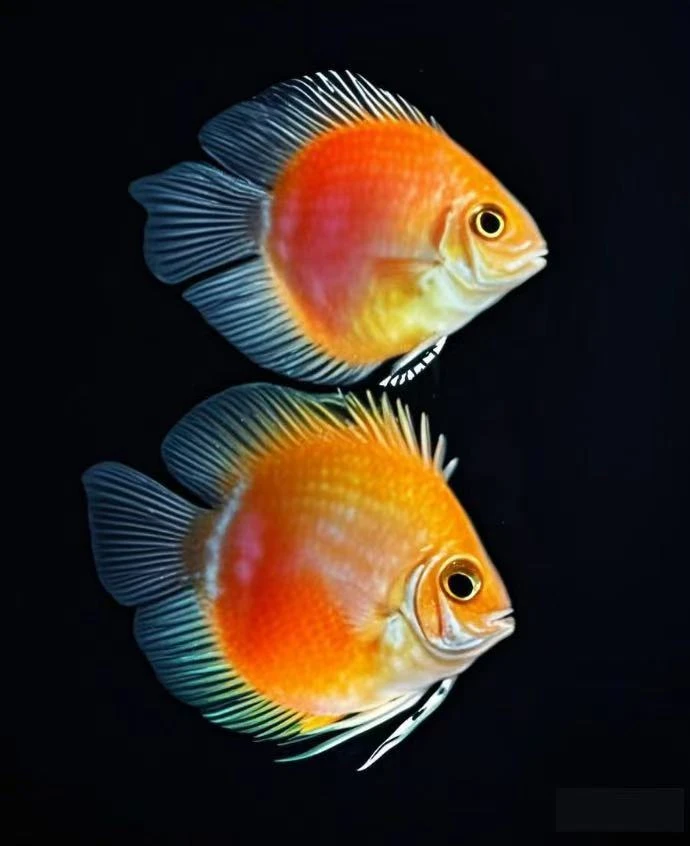 白金宝蓝胭脂粉异色鹦鹉鱼
