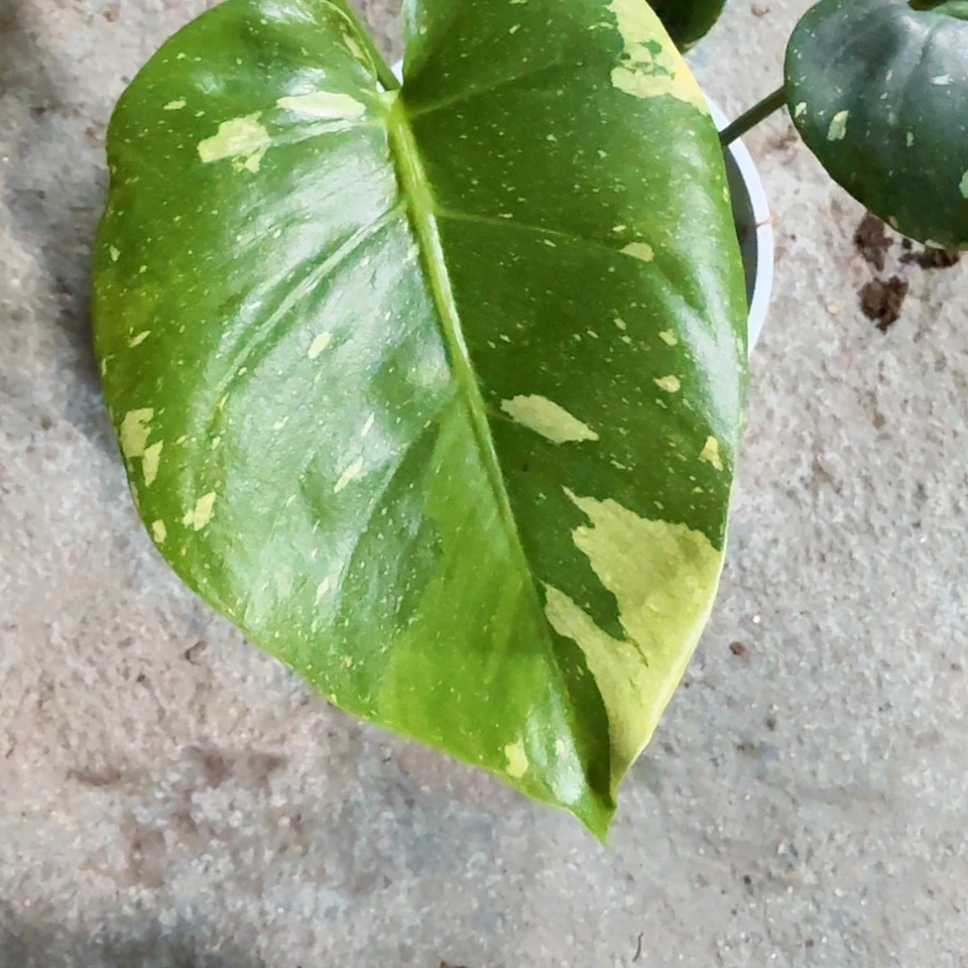 鹏***鹏无花朵龟背竹植物一物一拍