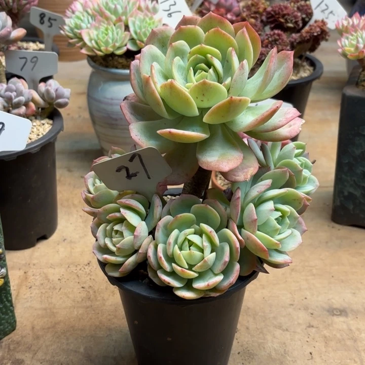 多肉植物，恋曲27号