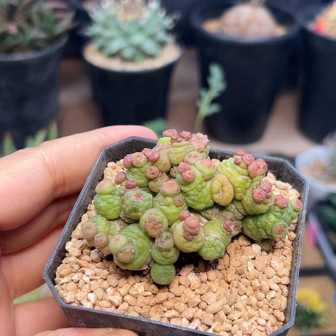 高沙一点红一颗一颗