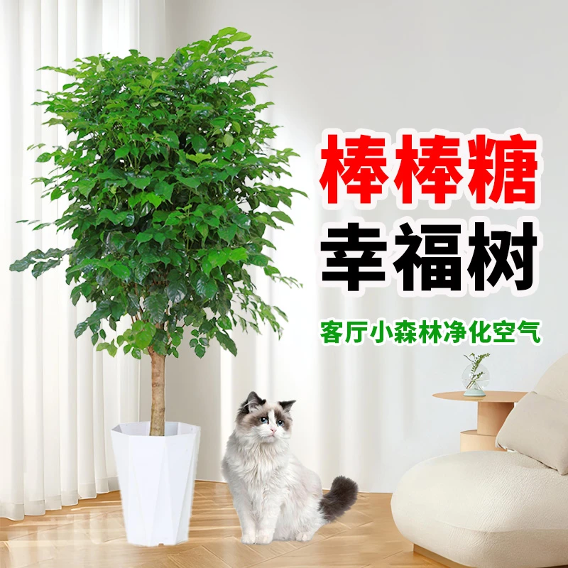 【送货上门】1.1-1.3米独杆棒棒糖幸福树室内外盆栽净化空气
