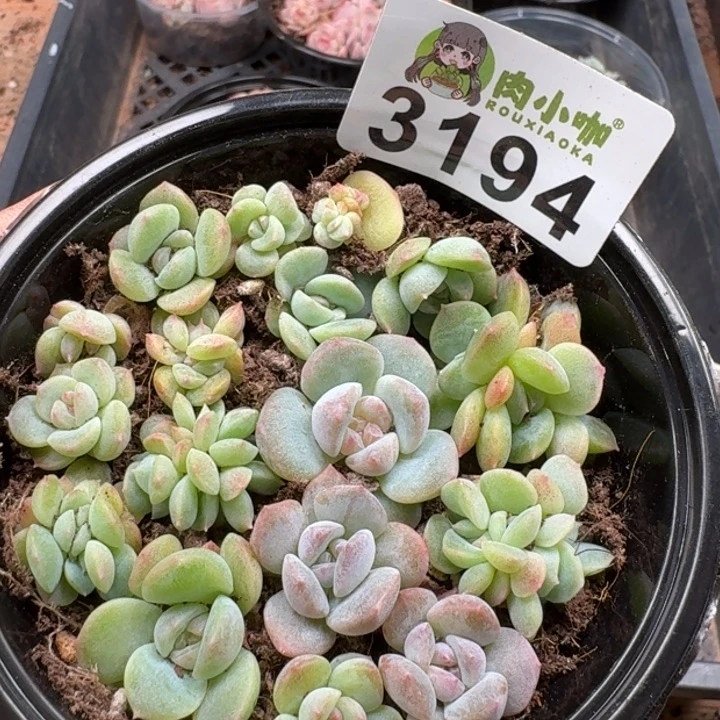 多肉植物多肉植物