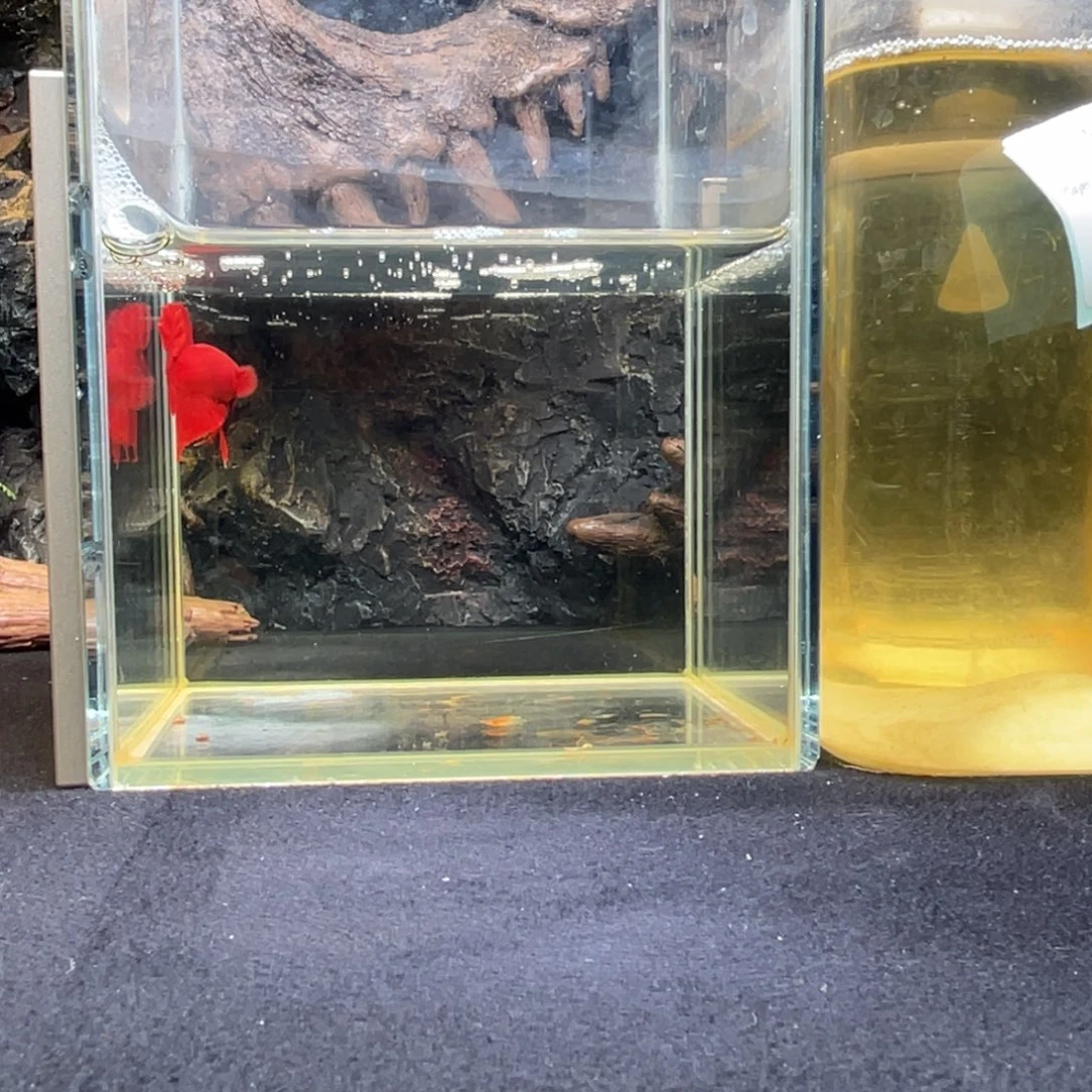 斗鱼十一月十六日竞价