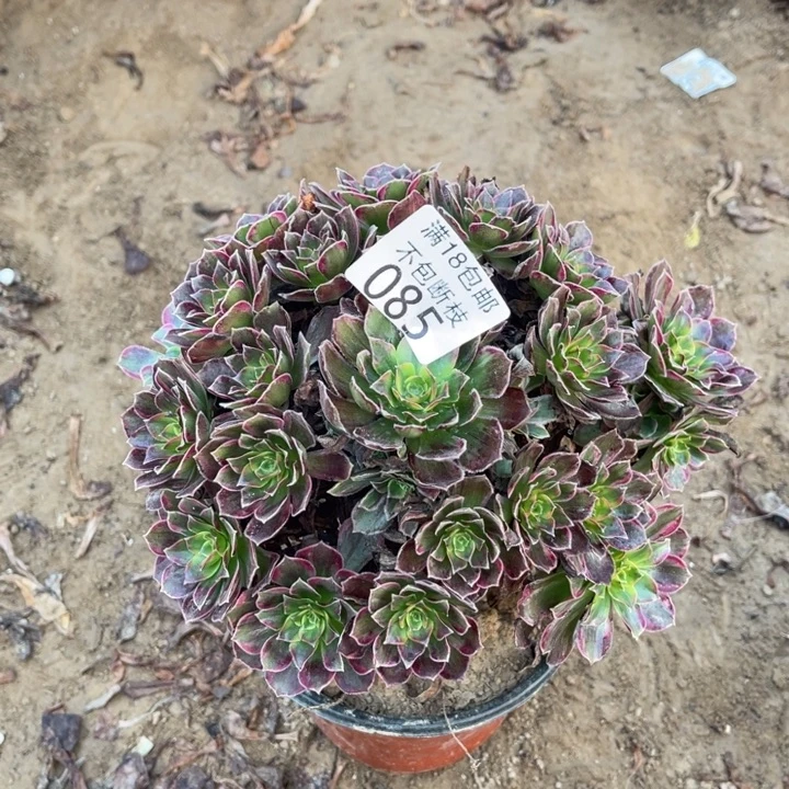 085安娜手捧1号棚