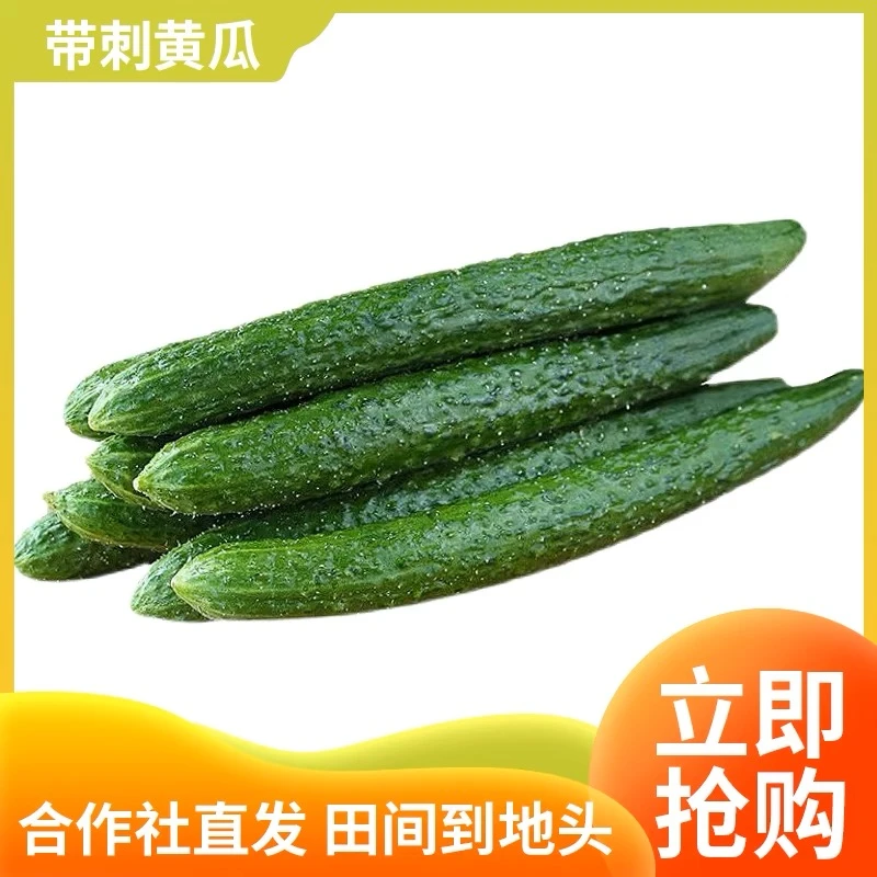 河南本地新鲜多汁头茬黄瓜现摘现发5斤包邮