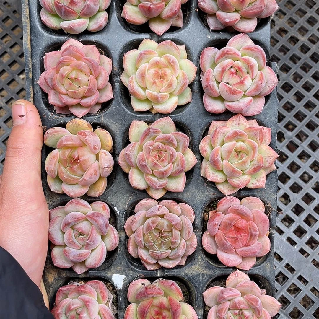 多肉一物一拍14-94