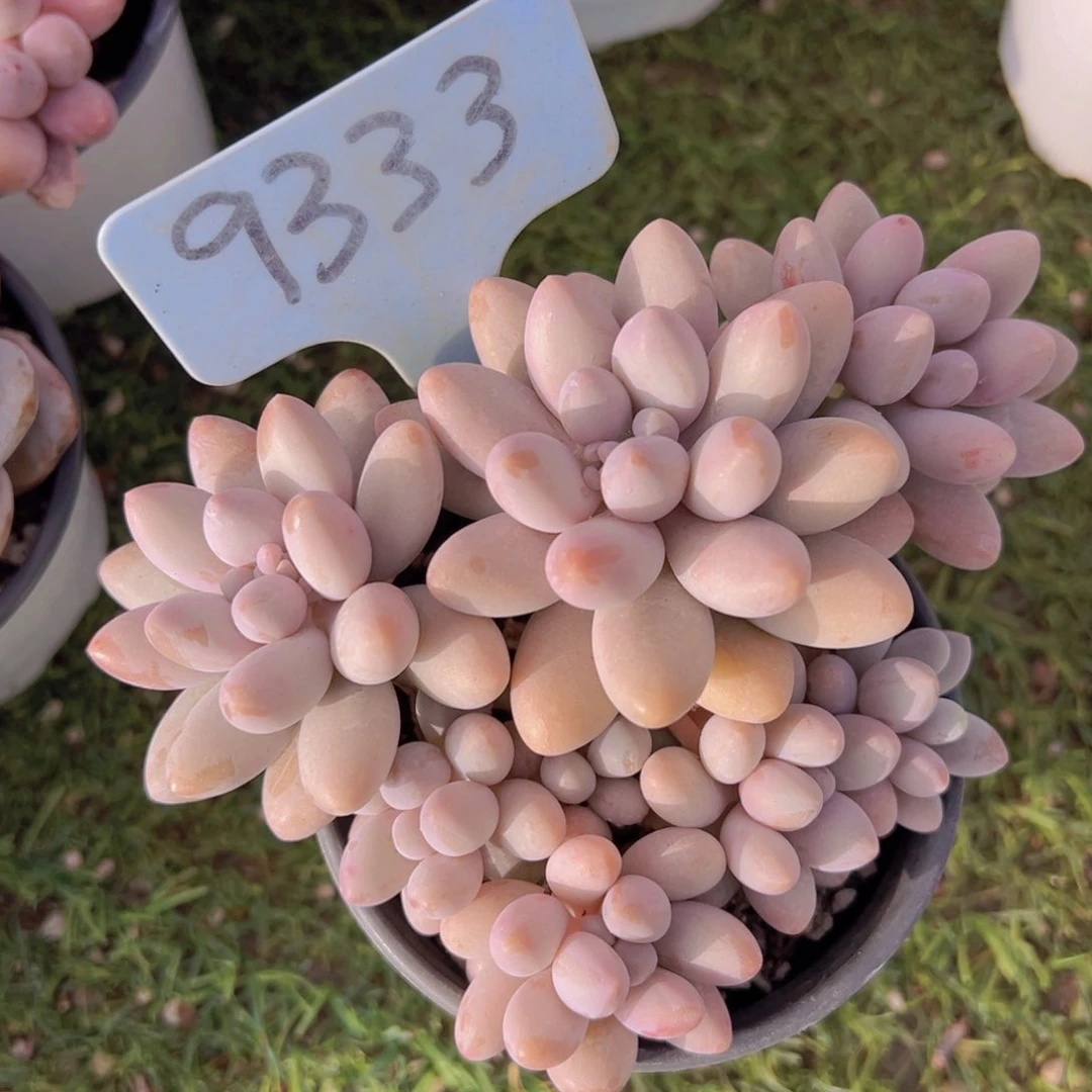 香玉的故事是一个人的故事