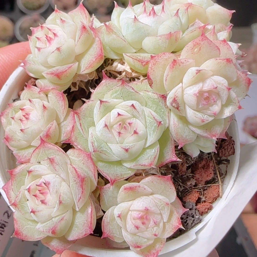 花语多肉1203-197