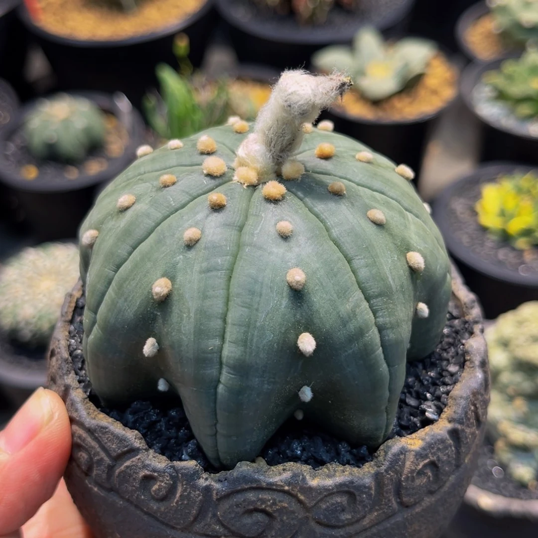 指纹琉璃海星兜实生xmmmmm