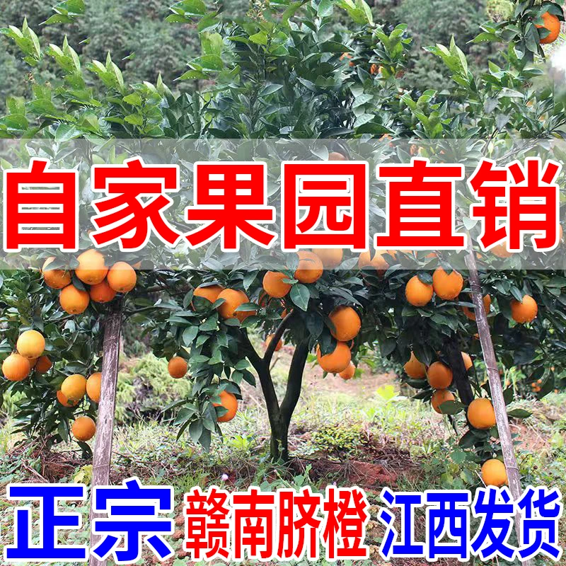 正宗江西赣南脐橙应季新鲜水果20斤自家果园现摘现发皮薄香甜多汁