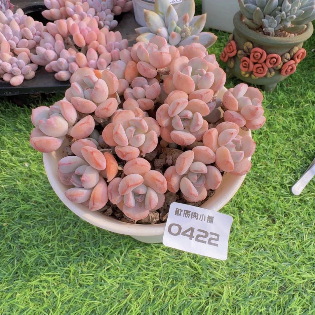 琼***多肉植物蜜桃格林0422