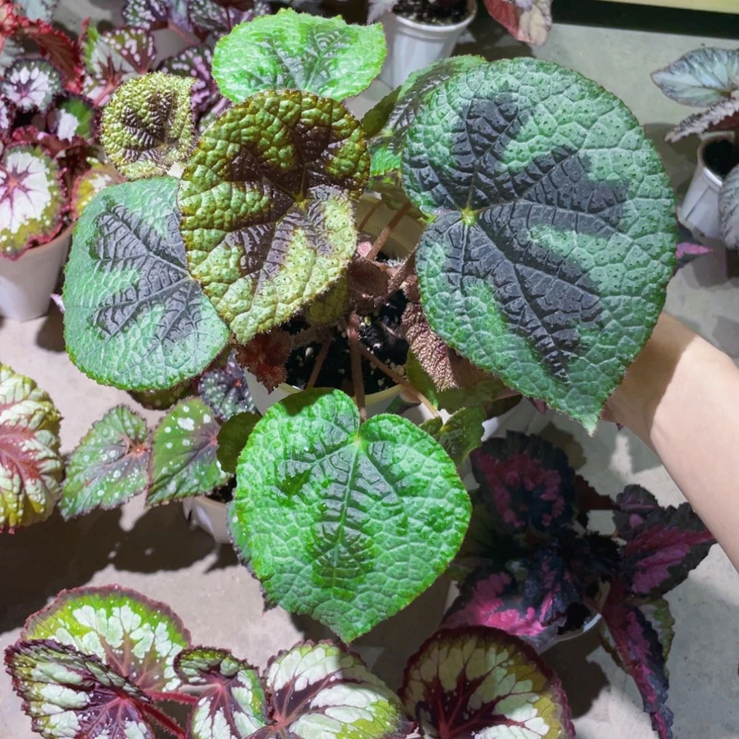 无花朵铁甲秋海棠