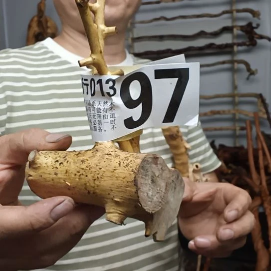 老***鹰香榧木高山 檬子木文玩料