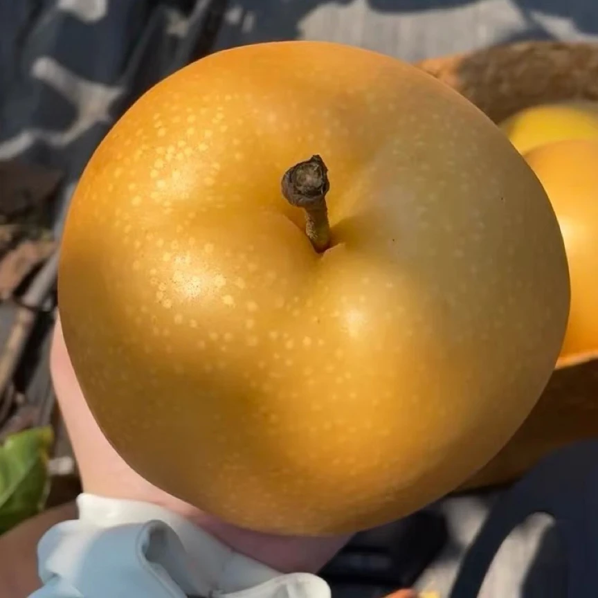 正宗湖南麻阳金秋梨现摘新鲜水果脆甜多汁薄皮无渣