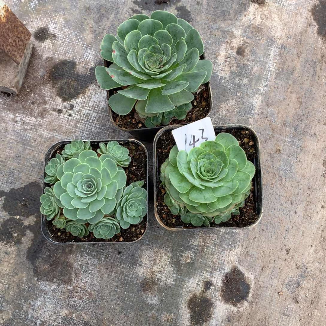 143带侧芽福利3颗