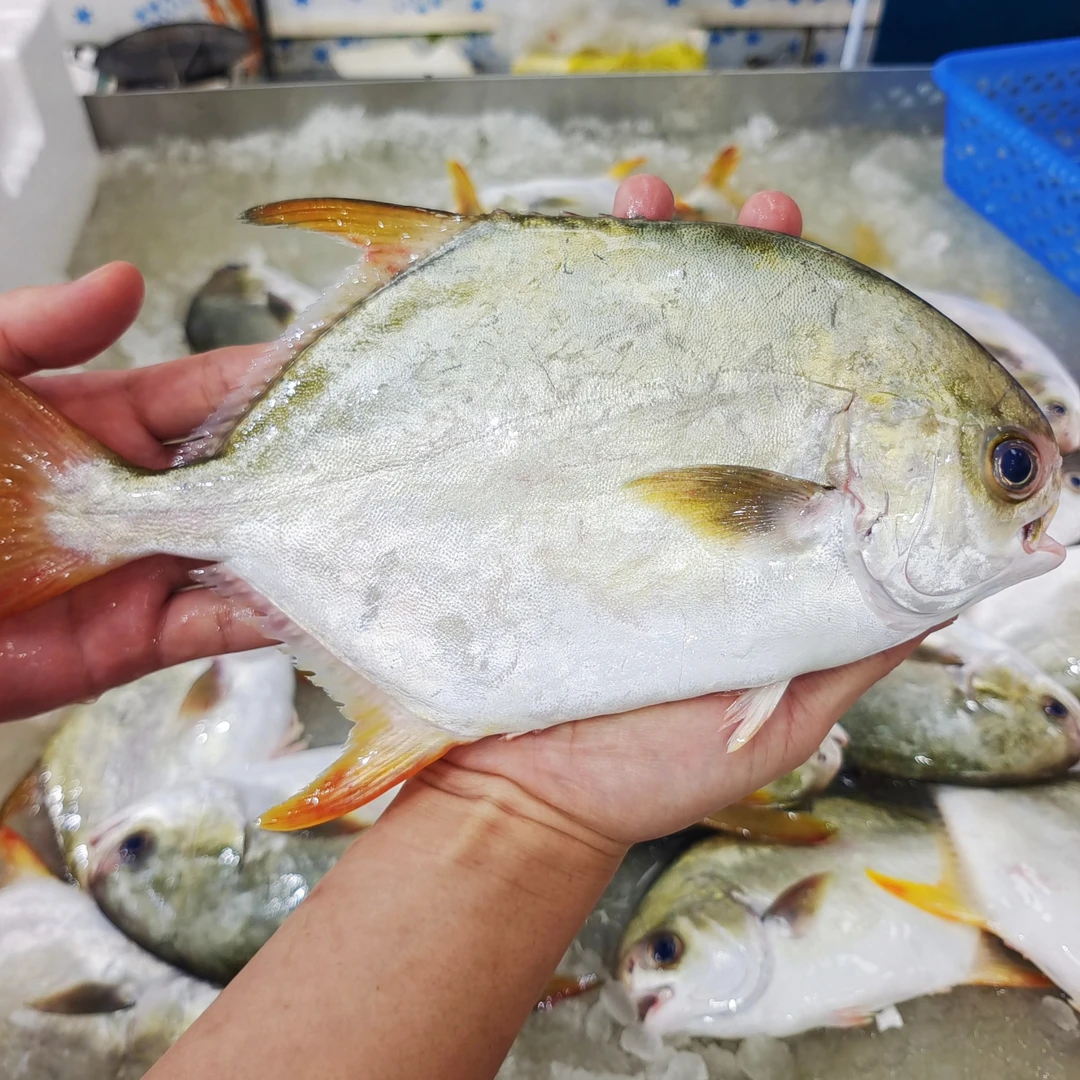 【马鲛仔海产】新鲜金鲳鱼海鲜300g-350g/条7条装广东茂名博贺港炸鱼