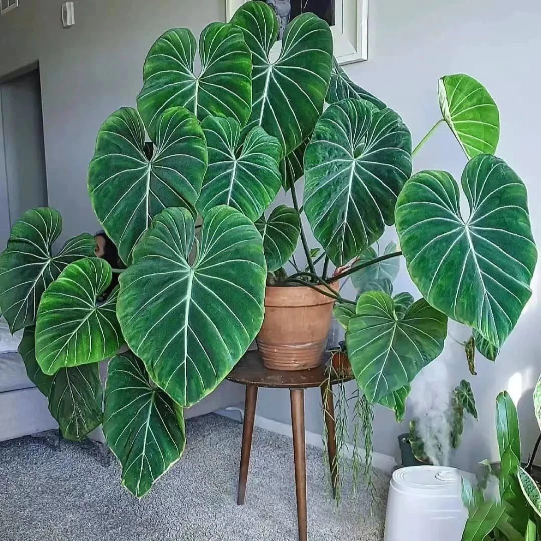 明脉荣耀蔓绿绒网红进口粗脉粉脉观叶植物盆栽阳台室内水培办公室