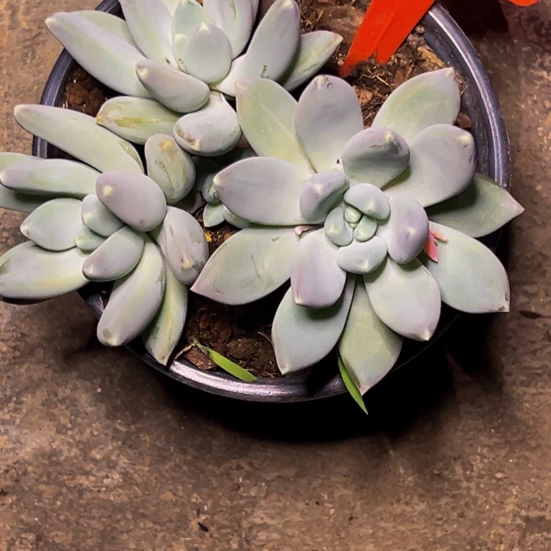 3022号晚上多肉植物群生吃