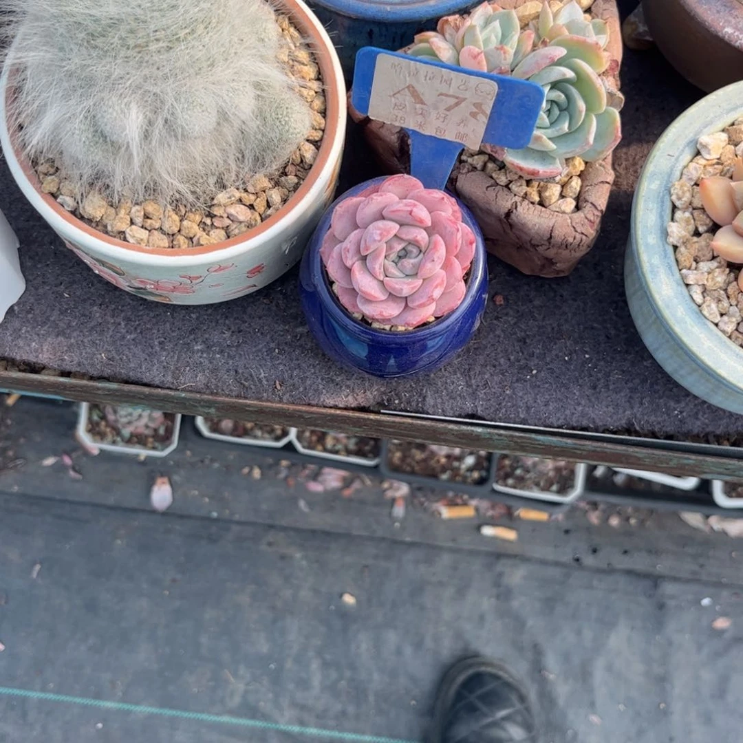 紫*多肉植物111111