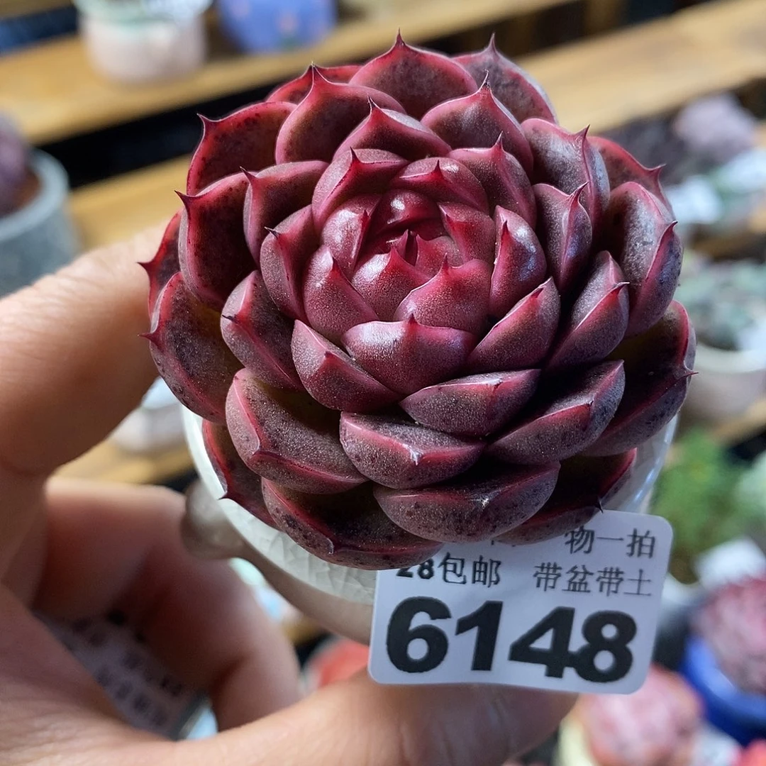 精控多肉植物6148