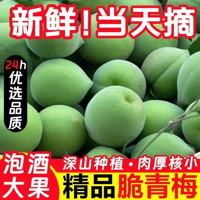 【现摘现发】新鲜青梅果泡酒专用诏安酸脆梅酵素野生鲜梅水果当季