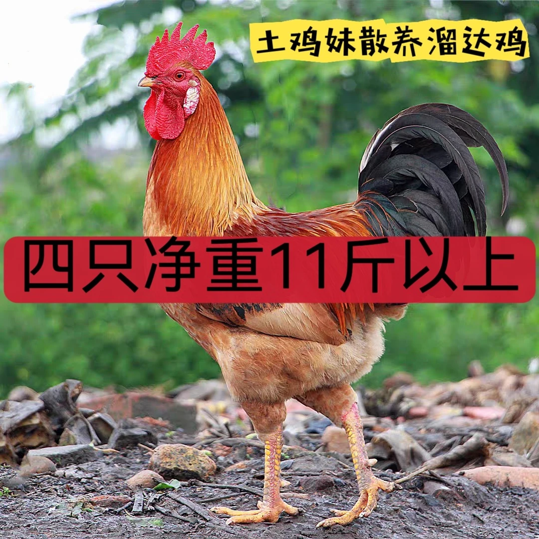 （净重11.5斤左右）2只大冠公鸡＋两只当年母鸡