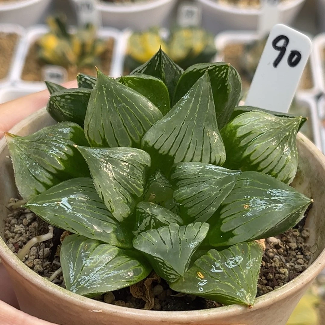 90双头白夜x摩迪卡福利专场