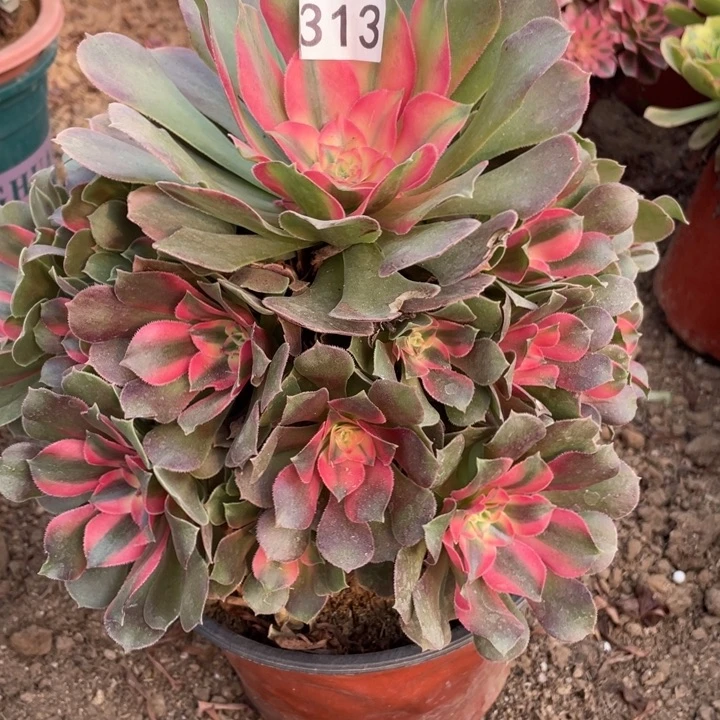 无花朵313多肉植物香妃