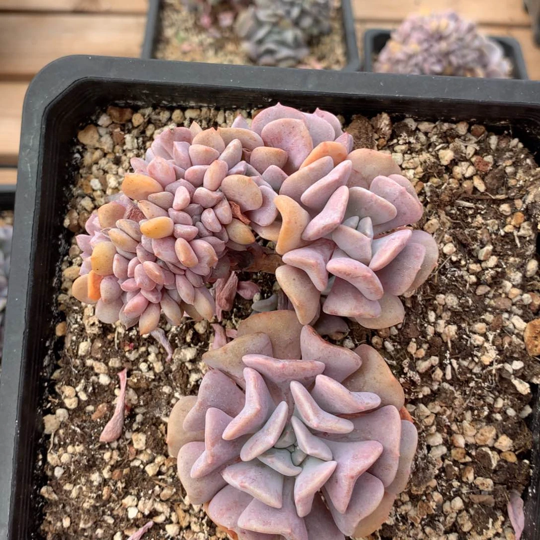 11厘米胸花雪精灵缀2970