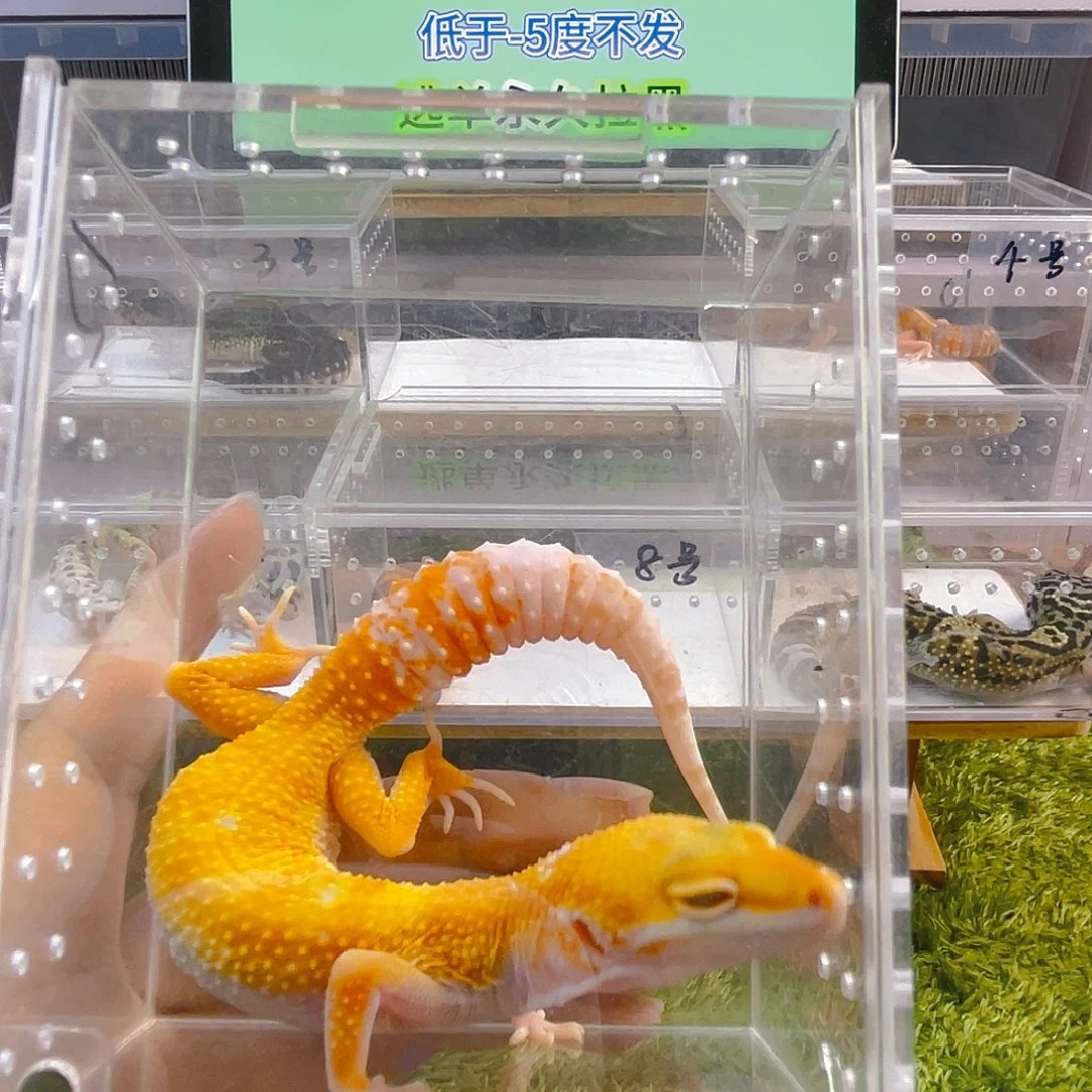 豹纹守宫守宫好看可爱你人