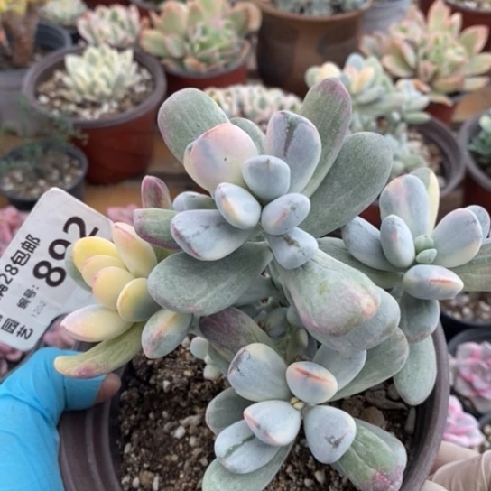 892一一一一一一一一一一一